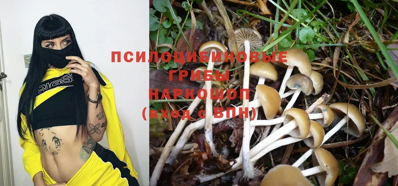 Галлюциногенные грибы MAGIC MUSHROOMS  Велиж 